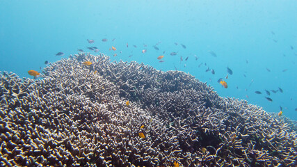 Tropical sea and coral reef. Underwater Fish and Coral Garden. Underwater sea fish. Tropical reef marine. Colourful underwater seascape. Leyte, Philippines.