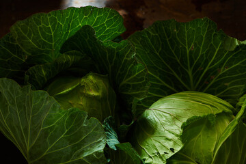 Close-up view of the fresh green cabbage