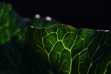 Close-up view of the fresh green cabbage