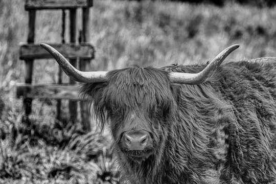 Hochlandrind frontal in SW, Highland Cattle frontal in black/white