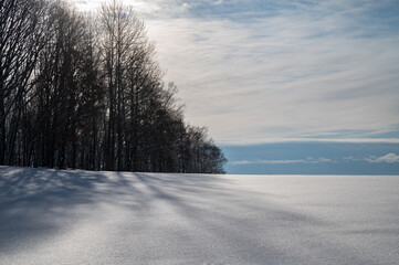 Obraz na płótnie Canvas 冬美瑛の雪原に浮かぶ樹影