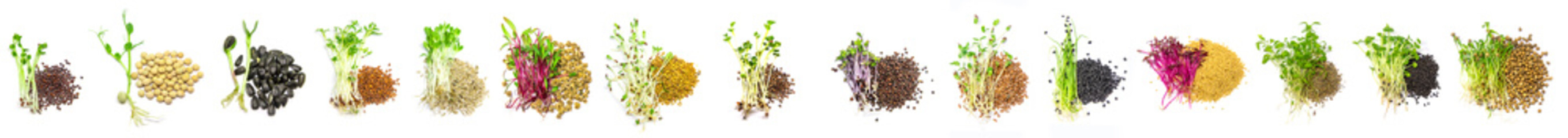 Collage of different microgreens on a white background. Selective focus.
