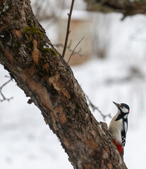 Woodpecker on a tree with snowy background