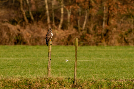Large bird of prey walks on the edge of a ditch in a meadow and