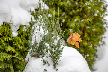 Snow-covered branches of tree during a winter snowfall