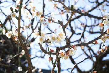 White Plum Blossom on blue sky background in early spring, Japan. Closeup view - 白 梅の花 日本