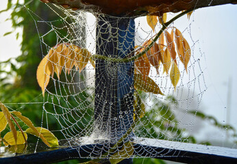 spider net in the morning
