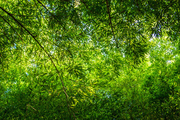 Dense bamboo forest on a sunny day. Bottom view.