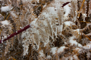 Frozen fern leaves in winter.