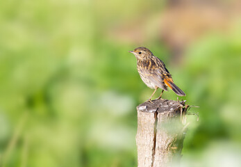 Bluethroat, Luscinia svecica. Chick, a young bird sits on a tree stump near the river on a beautiful blurred green background