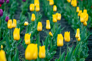 Nice color tulip flowers after the spring rain nature flora macro photo with empty space for text