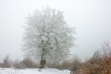 Snow-covered tree in the winter forest.