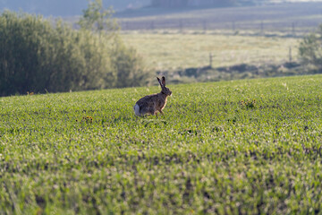Hare in the field
