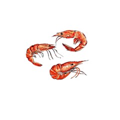 Shrimp, watercolor hand painted illustration. White background, isolated.