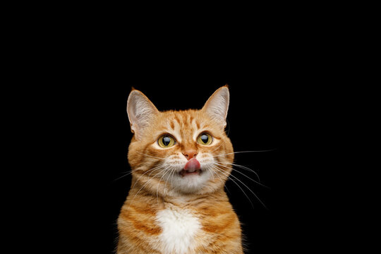 Funny Portrait of Licking Ginger Cat on Isolated Black Background