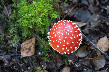fly agaric mushroom