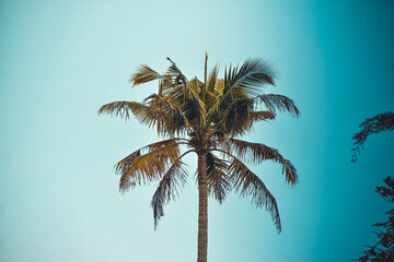 Cool coconut tree in evening 