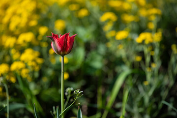Obraz premium Nice color tulip flowers after the spring rain nature flora macro photo with empty space for text