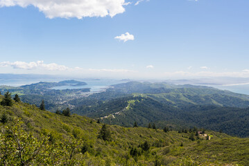 Old centennial trees and blue sky in north of San Francisco