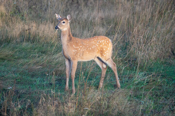 Deer in the grass