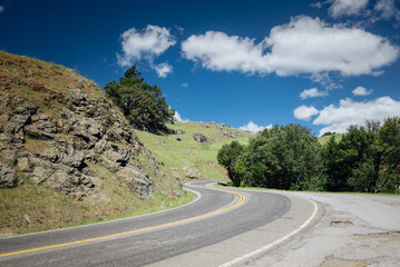 Old centennial trees and blue sky in north of San Francisco