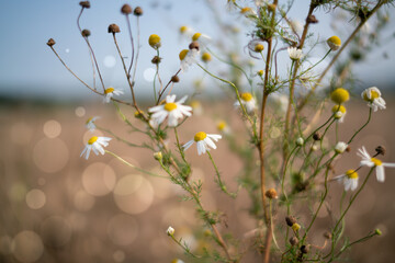 Meadow grass in the field in the early morning