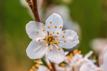 fresh spring blossoms at the beginning of the year