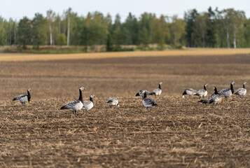 Barnacle geese in field