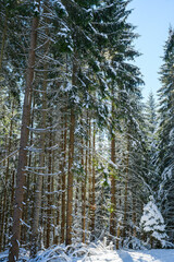 Naklejka premium Landscape of winter forest with coniferous trees