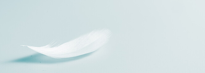 white bird feather on blue background - obrazy, fototapety, plakaty