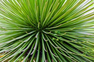 Obraz na płótnie Canvas green leaf agave 