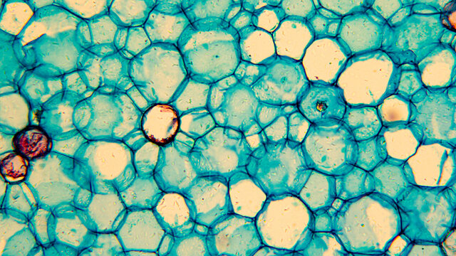 Images of biological cells under a microscope