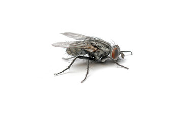 The Housefly on White background in Southeast Asia.