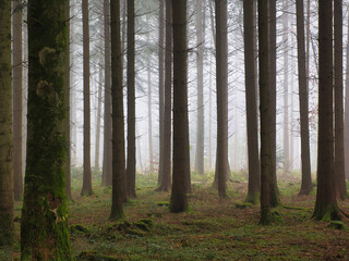 Forest with mist in autumn in the community of Beromünster in the district of Sursee in the canton of Lucerne in Switzerland.