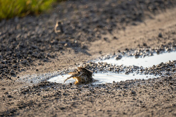 Bird puddle bath