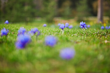 Obraz na płótnie Canvas Fresh purple irises in green grass