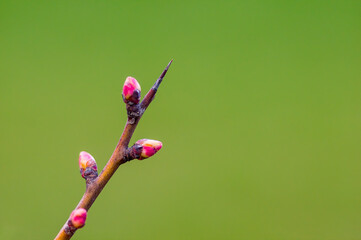 fresh spring blossoms at the beginning of the year