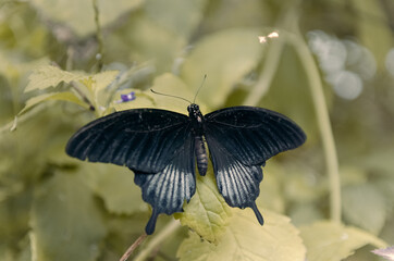 Mariposa negra con alas desplegadas en el Mariposario de El Drago en Icod de los Vinos, Tenerife, Islas Canarias.