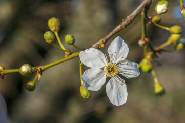 fresh spring blossoms at the beginning of the year