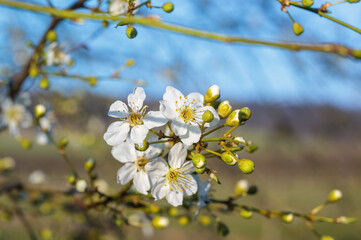 fresh spring blossoms at the beginning of the year