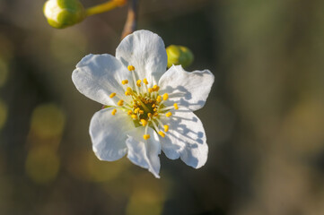 fresh spring blossoms at the beginning of the year