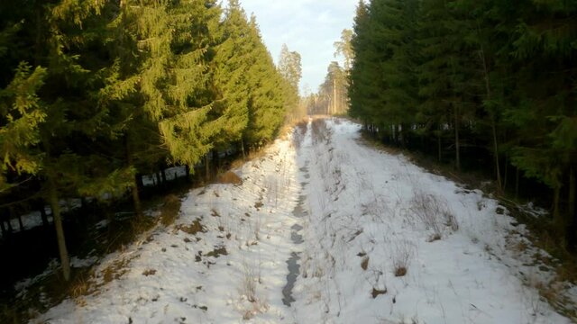 Epic Aerial Drone Footage Spring Forest Flight Between Trees Beautiful Sky With Sunlight on Spruce Trees