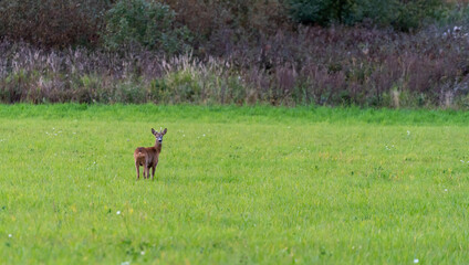 Wild deer in a field