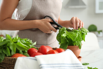 Woman picking fresh basil at white table in kitchen, closeup