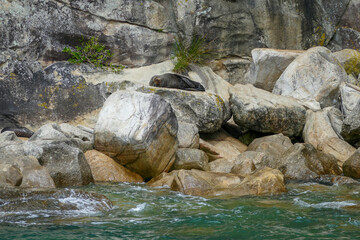 Seal in New Zealand