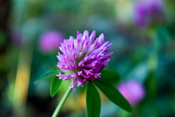 close up of a flower