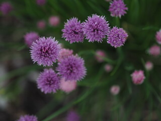 Blooming purple chives in the garden. Overhead view.