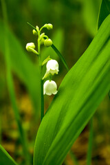 Obraz premium lily of the valley