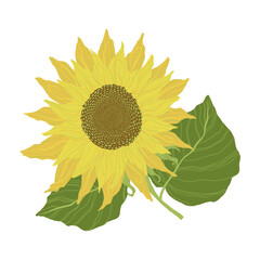 Sunflowers isolated on a white background. Vector illustration of yellow flower in cartoons flat style.