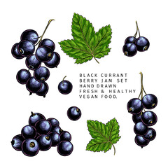 Hand drawn colored black currant branch, leaf and berry. Engraved vector illustration. Blackberry agriculture plant. Summer harvest, jam vegan ingredient. Menu, package, cosmetic, food design. - 416713989